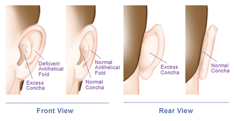 Anatomy of the Ear